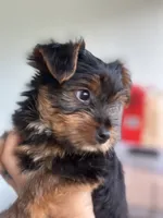 Yorkie puppy 2 , a female Yorkshire Terrier for sale in Weeki Wachee, FL – 3 of 4