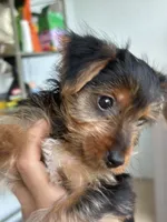 Yorkie puppy 1, a female Yorkshire Terrier for sale in Weeki Wachee, FL – 2 of 5
