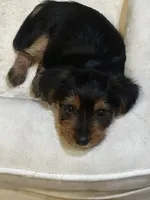 Girl Yorkie puppy, a female Yorkshire Terrier for sale in Weeki Wachee, FL – 5 of 5