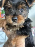 Yorkie puppy 2 , a female Yorkshire Terrier for sale in Weeki Wachee, FL – 2 of 4