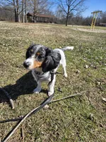 Tank, a male Miniature Dachshund for sale in Mooresville, IN – Photo 4 of 4
