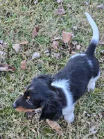 Tank, a male Miniature Dachshund for sale in Mooresville, IN – Photo 2 of 4