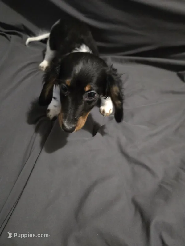 Tank – Miniature Dachshund puppy for sale in Mooresville, IN