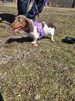 Tank, a male Miniature Dachshund for sale in Mooresville, IN – Photo 3 of 4