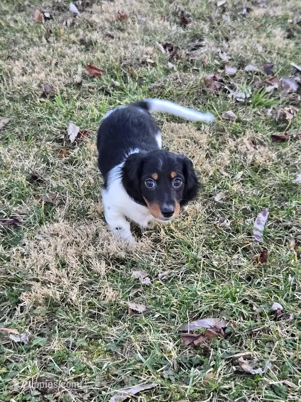 Tank – Miniature Dachshund puppy for sale in Mooresville, IN
