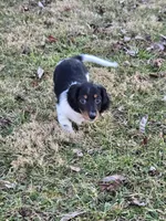 Tank, a male Miniature Dachshund for sale in Mooresville, IN – Photo 1 of 4