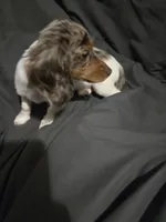 Tink, a female Miniature Dachshund for sale in Mooresville, IN – Photo 5 of 5