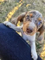 Tink, a female Miniature Dachshund for sale in Mooresville, IN – Photo 2 of 5