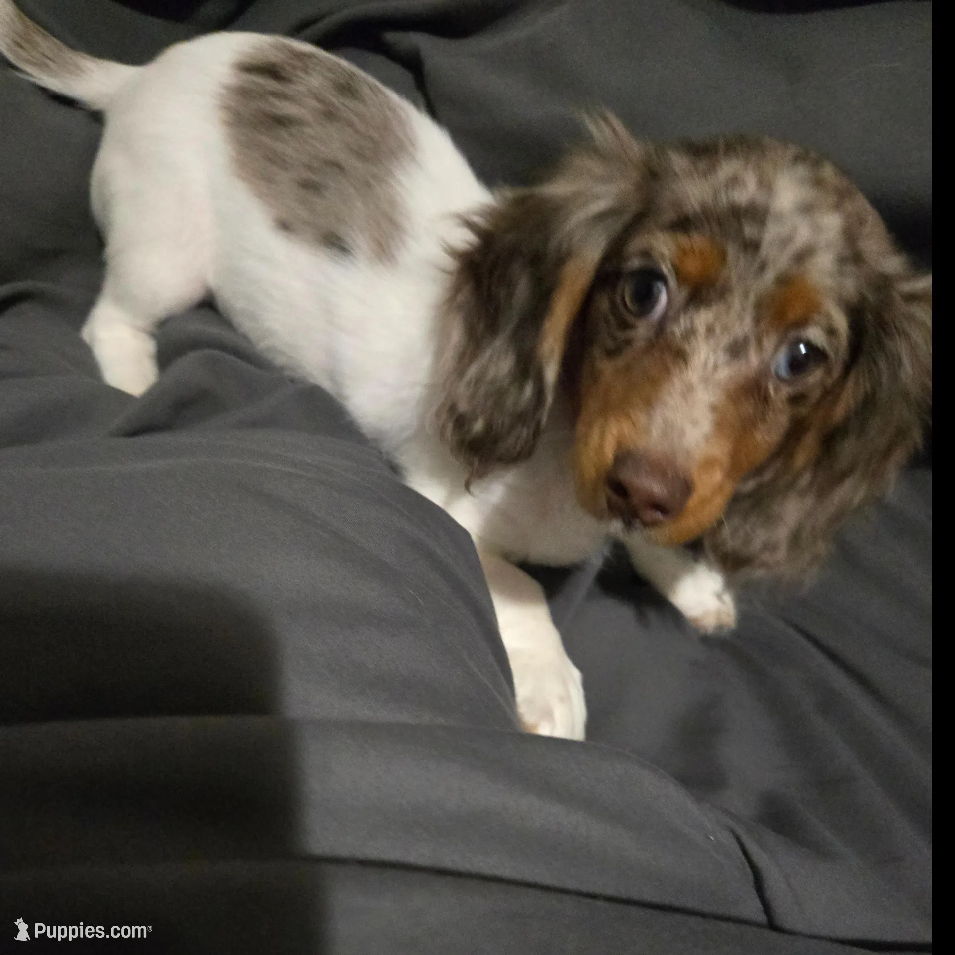 Tink, a female Miniature Dachshund for sale in Mooresville, IN – Photo 1 of 5