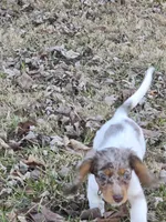 Tink, a female Miniature Dachshund for sale in Mooresville, IN – Photo 3 of 5