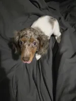 Tink, a female Miniature Dachshund for sale in Mooresville, IN – Photo 4 of 5