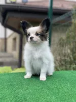 GINA, a female Papillon for sale in Louisville, KY – 2 of 5