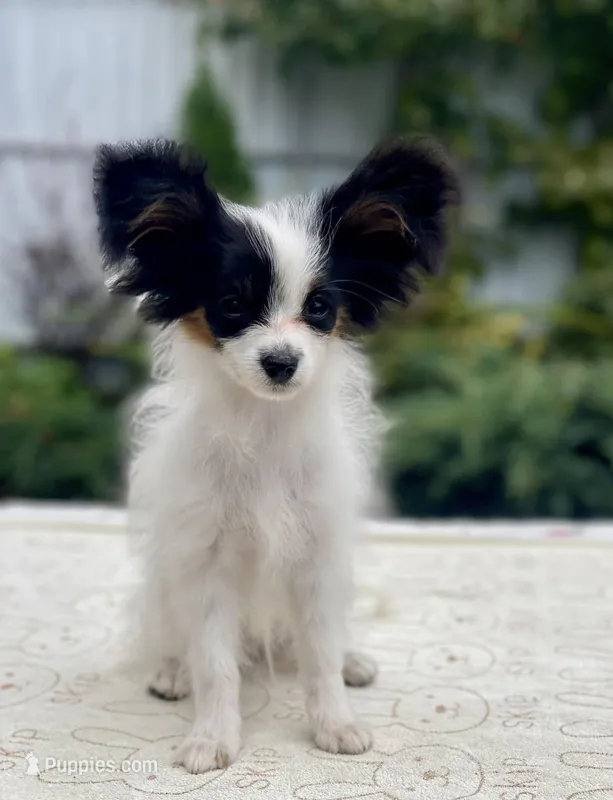 Paris – Papillon puppy for sale in Louisville, KY