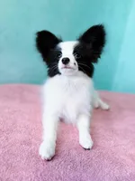 MIMI, a male Papillon for sale in Louisville, KY – 2 of 6