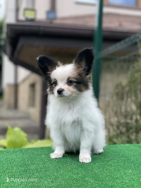 GINA – Papillon puppy for sale in Louisville, KY
