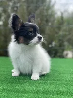 Zues, a male Papillon for sale in Louisville, KY – 4 of 4