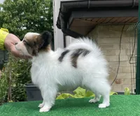 GINA, a female Papillon for sale in Louisville, KY – 3 of 5