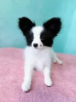 MIMI, a male Papillon for sale in Louisville, KY – 3 of 6