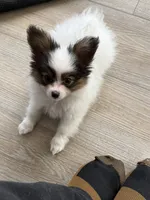 King, a male Papillon for sale in Louisville, KY – 5 of 10