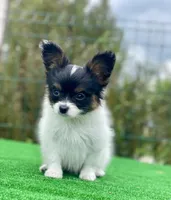 Zues, a male Papillon for sale in Louisville, KY – 2 of 4