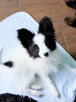 MIMI, a male Papillon for sale in Louisville, KY – 5 of 6