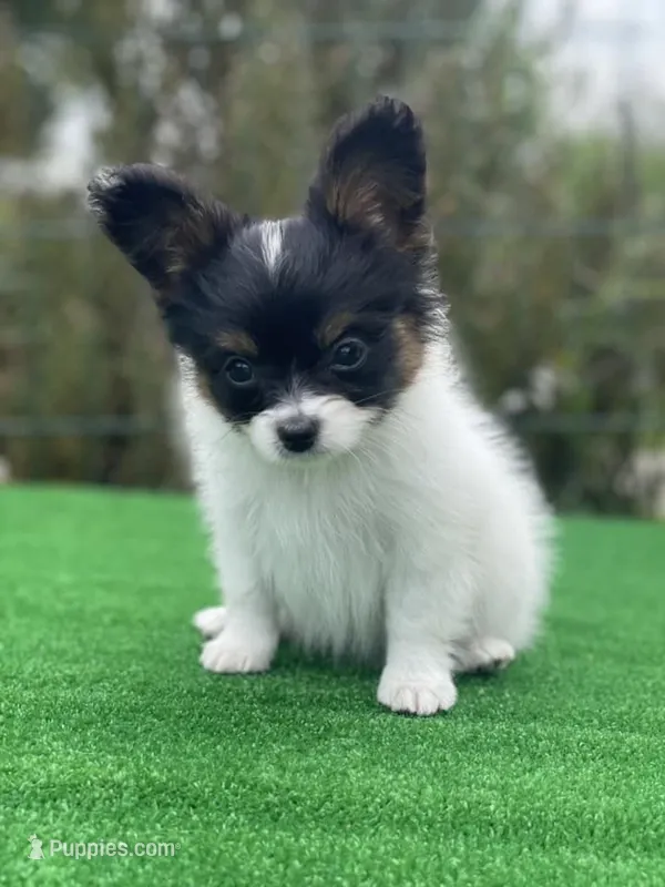 Zues – Papillon puppy for sale in Louisville, KY