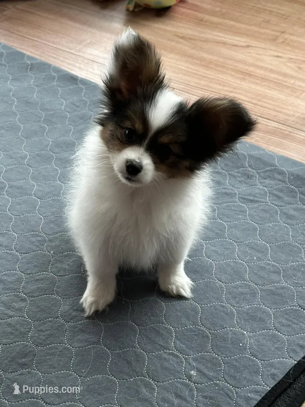 King – Papillon puppy for sale in Louisville, KY