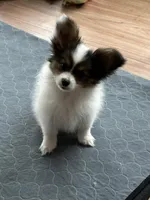 King, a male Papillon for sale in Louisville, KY – 1 of 10