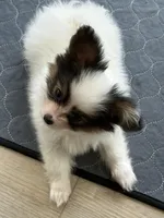 King, a male Papillon for sale in Louisville, KY – 2 of 10