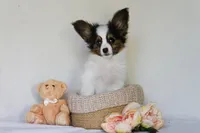 Rody, a male Papillon for sale in Louisville, KY – 5 of 5