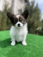 Max, a male Papillon for sale in Louisville, KY – 2 of 5