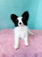 MIMI, a male Papillon for sale in Louisville, KY – 4 of 6