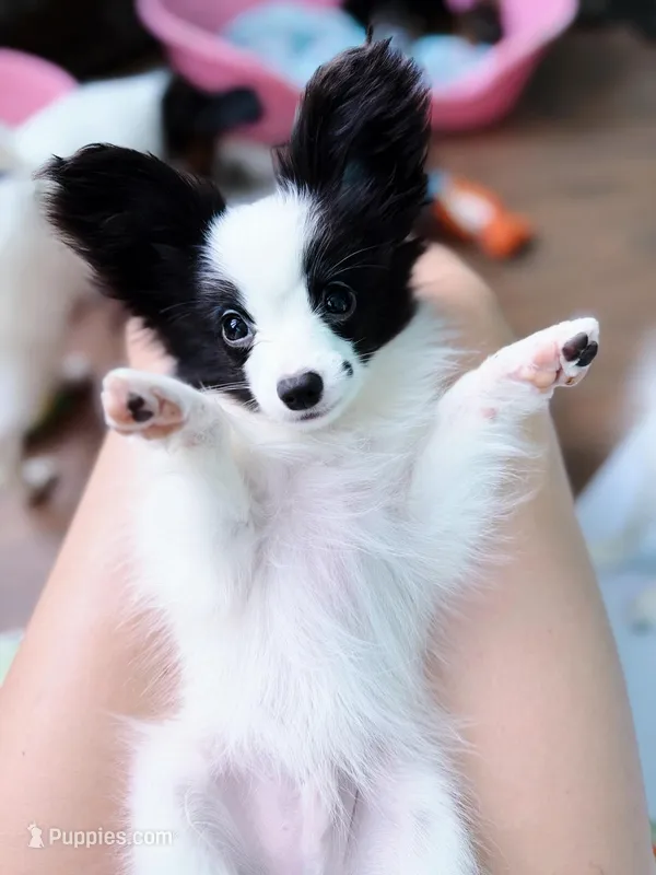 MIMI – Papillon puppy for sale in Louisville, KY