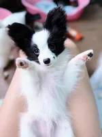 MIMI, a male Papillon for sale in Louisville, KY – 1 of 6