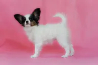 Rody, a male Papillon for sale in Louisville, KY – 2 of 5