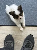 King, a male Papillon for sale in Louisville, KY – 9 of 10