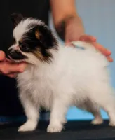 ANN, a female Papillon for sale in Louisville, KY – 3 of 3