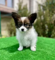 Max, a male Papillon for sale in Louisville, KY – 3 of 5