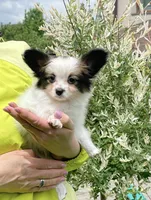 GINA, a female Papillon for sale in Louisville, KY – 5 of 5