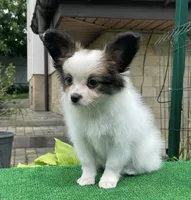 GINA, a female Papillon for sale in Louisville, KY – 4 of 5