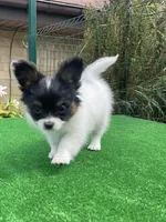 Zues, a male Papillon for sale in Louisville, KY – 3 of 4