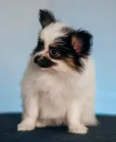 ANN, a female Papillon for sale in Louisville, KY – 2 of 3