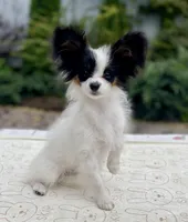 Paris, a female Papillon for sale in Louisville, KY – 4 of 5