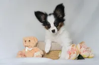 Rody, a male Papillon for sale in Louisville, KY – 4 of 5