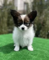 Max, a male Papillon for sale in Louisville, KY – 5 of 5