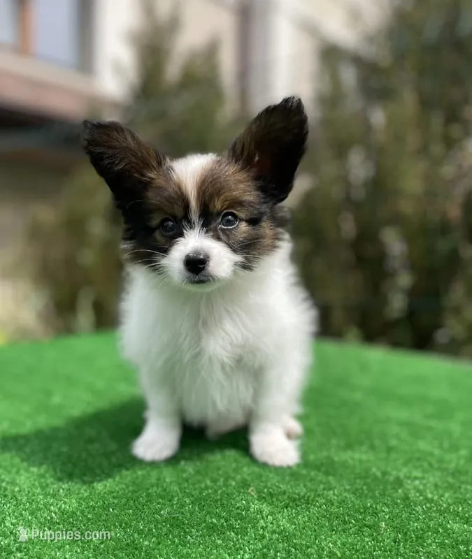 Max – Papillon puppy for sale in Louisville, KY