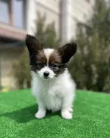 Max, a male Papillon for sale in Louisville, KY – 4 of 5