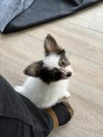 King, a male Papillon for sale in Louisville, KY – 8 of 10