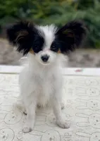 Paris, a female Papillon for sale in Louisville, KY – 5 of 5