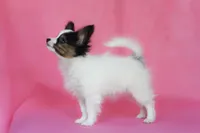 Rody, a male Papillon for sale in Louisville, KY – 3 of 5